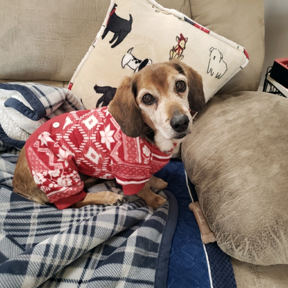 NWT: BEE & WILLOW FLEECE DOG PJS - SIZE M